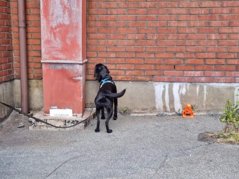 SBK Instruktör Specialsök steg 2